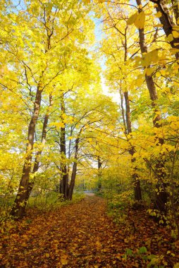 Ormandaki patika (kırsal yol, sokak). Renkli yeşil, sarı, turuncu, altın yapraklı yaprak döken ağaçlar. Dalların arasından güneş ışınları. Doğal tünel. Sonbahar, mevsimler, çevre