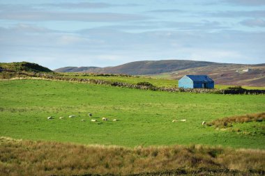 Koyunlar açık bir günde Islay 'ın yeşil bir vadisinde otlar. Inner Hebrides, Argyll ve Bute, İskoçya, İngiltere