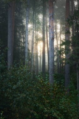 Güneşin doğuşunda sisli bir sabahta esrarengiz, esrarengiz ve yeşil ormanın manzarası. Saf güneş ışığı, ağaç gövdeleri boyunca güneş ışığı. Çam ve köknar ağaçları yakın plan. Atmosferik sonbahar manzarası