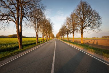 Gün batımında tarımsal kırsal alanlarda boş bir otoyol. Uzun yaprak döken ağaçlardan oluşan bir ara sokak. - Letonya. Bahar manzarası. Yeni asfalt yol. Hız, özgürlük, sürüş kavramları