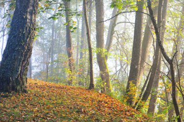 Güneş doğarken sisli gizemli ormanın panoramik görüntüsü. Yumuşak güneş ışığı, güneş ışınları. Yaşlı ağaçlar, renkli yapraklar, yosun, eğrelti otu, bitkiler. Sigulda, Letonya. Ekoloji, mevsimler, çevre, eko turizm