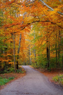 Kayın ağacı ormanından geçen kırsal yol. Güçlü ağaç gövdeleri, sarı, kırmızı, turuncu yapraklar. Idyllic sonbahar manzarası. Sonbahar mevsimi, ekoloji, doğa, eko-turizm, eğlence, İskandinav yürüyüşü. Almanya