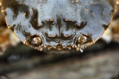 Eriocheir Sinensis Yengeci, çok yakın plan. Geleneksel zanaat, yakalama, gıda endüstrisi, deniz ürünleri, çevresel hasar ve koruma, istilacı türler, bilim, zooloji, biyoloji, makro fotoğrafçılık