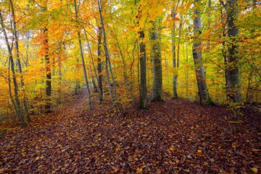 Kayın ağacı ormanındaki tepelerin panoramik manzarası. Güçlü ağaç gövdeleri, sarı, kırmızı, turuncu yapraklar. Idyllic sonbahar manzarası. Sonbahar mevsimi, ekoloji, doğa, çevre, eko-turizm, eğlence. Almanya