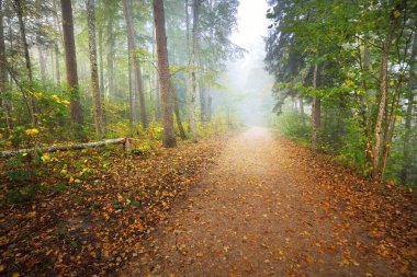 Gizemli bir sabah sisinin içinde ormanın içinden geçen yol renkli ağaçların doğal tüneli, yumuşak ışık. Idyllic sonbahar sahnesi. Saf doğa, ekoloji, mevsimler. Atmosferik manzara. Sigulda, Letonya;