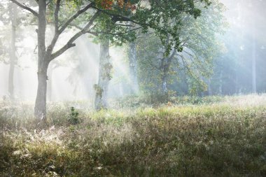 Güneş doğarken gizemli bir siste karanlık ormanın resim gibi manzarası. Güneş güçlü meşe, köknar, çam, huş ağacı boyunca ışıldar. Idyllic kırsal kesim. Sonbahar sezonu, konsept sanat, eko turizm, doğa