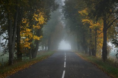 Rengarenk meşe, huş ağacı, akçaağaç ağaçları boyunca yeşil, turuncu, sarı, altın yapraklı eski asfalt köy yolu. Gizemli sabah sisi. Doğal tünel. Karanlık atmosferik sonbahar manzarası