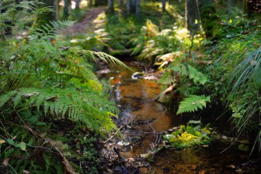 Karanlık ve yemyeşil ormanda küçük bir nehir. Kristal berrak su, kayalar, yosun, eğrelti otu, ağaç kütükleri. Doğal dokular. Atmosferik manzara. Saf doğa, çevre, ekoloji