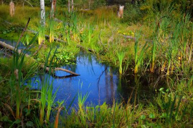 Ebedi yeşil ormanda küçük bir bataklık. Yosunlu ağaç kütükleri, bitkiler yakın plan. Kuzey ormanları. Kasırgadan sonra devrilen ağaçlar. Huzurlu bir manzara. Ekoloji, ekosistemler, çevre koruma