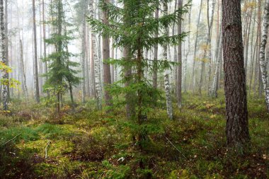 Güneş doğarken sisli, yemyeşil ormanın karanlık atmosferik manzarası. Çam, çam, akçaağaç, huş ağacı ve renkli bitkiler. Ekoloji, sonbahar, eko-turizm, Avrupa 'da çevre koruma