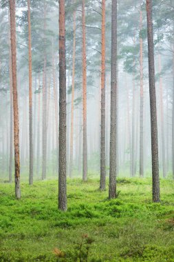 Antik çam ağaçları gün doğumunda gizemli bir beyaz sabah sisinde. Idyllic sonbahar manzarası. Bataklık yemyeşil kuzey ormanı. Ekoloji, eko turizm, Avrupa 'da çevre koruma
