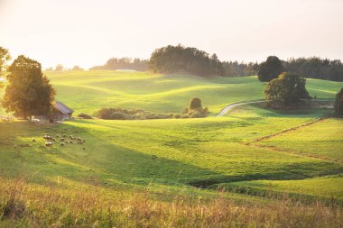 Gün batımında yeşil tepeler ve çayırların (tarımsal alanlar) resimli panoramik manzarası. Koyunlar otluyor, yakın plan. Arka planda orman var. Idyllic kırsal kesim. Pastoral manzara. Yeni Zelanda