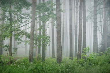 Antik çam ağaçları gün doğumunda gizemli bir beyaz sabah sisinde. Yalnız yeşil akçaağaç yakından. Idyllic sonbahar manzarası. Bataklık yemyeşil kuzey ormanı. Ekoloji, eko turizm, çevre