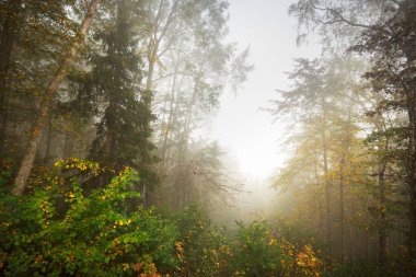 Gün doğumunda sisli bir havada orman tepelerinin atmosferik manzarası. Altın ışık, güneş ışınları. Yeşil ağaçlar, renkli yapraklar, yosun, eğrelti otu, bitkiler. Sigulda, Letonya. Ekoloji, mevsimler, sonbahar, eko turizm
