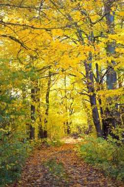 Ormandaki patika (kırsal yol, sokak). Renkli yeşil, sarı, turuncu, altın yapraklı yaprak döken ağaçlar. Dalların arasından güneş ışınları. Doğal tünel. Sonbahar, mevsimler, çevre