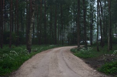 Alacakaranlık yemyeşil çam ormanında tek şeritli kırsal bir yol. - Letonya. Atmosferik manzara. Bisiklet, spor, İskandinav yürüyüşü, eko turizm, çevre