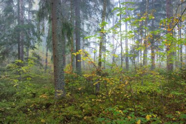 Gün doğumunda sisli bir havada ormanın atmosferik manzarası. Yumuşak güneş ışığı, güneş ışınları. Eski yeşil ve altın ağaçlar, renkli yapraklar, yakın plan bitkiler. Sigulda, Letonya. Ekoloji, mevsimler, sonbahar, eko turizm