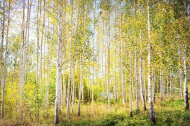 Açık ve güneşli bir günde altın huş ağacının resim gibi manzarası. Letonya, Avrupa 'da sonbaharın başlarında. Saf doğa, çevre koruma, eko turizm. Yol, ağaç gövdeleri, yaprak dokusu yakın plan
