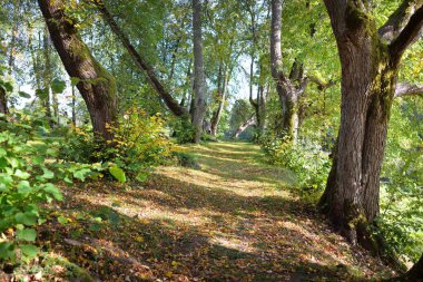 Yaprak döken ağaçların arasından geçen kırsal yol (alley), doğal tünel. Eski ağaç gövdeleri ve yeşil yapraklar yakın plan. Güneş ışığı, yerdeki gölgeler. Ekoloji, turizm, çevre, kuzey yürüyüşü, dinlenme