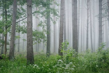 Antik çam ağaçları gün doğumunda gizemli bir beyaz sabah sisinde. Yalnız yeşil akçaağaç yakından. Idyllic sonbahar manzarası. Bataklık yemyeşil kuzey ormanı. Ekoloji, eko turizm, çevre