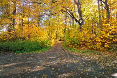 Ormandaki patika (kırsal yol, sokak). Renkli yeşil, sarı, turuncu, altın yapraklı yaprak döken ağaçlar. Dalların arasından güneş ışınları. Doğal tünel. Sonbahar, mevsimler, çevre