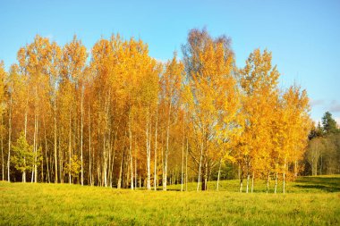 Altın huş ağacı ormanı. Panoramik manzara. Yeşil, turuncu, sarı, kırmızı yapraklar, yakın plan. Saf doğa, çevresel koruma, ekoloji. Ağaç gövdeleri, doğal sonbahar yaprağı dokusu, desen, arkaplan