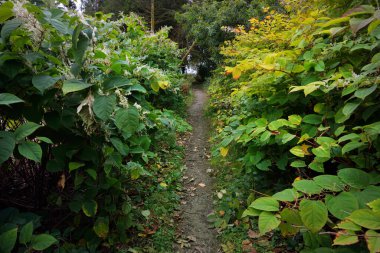 Karanlık orman sahnesi. Ağaçların arasından yürü. Bitkiler ve eğreltiotu yaprakları yakın plan. Arka planda eski yosunlu ağaç gövdeleri var. Ardrishaig, Loch Fyne, Crinan Kanalı, Argyll ve Bute, İskoçya, İngiltere