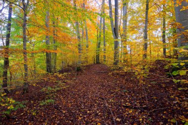 Kayın ağacı ormanındaki tepelerin panoramik manzarası. Güçlü ağaç gövdeleri, sarı, kırmızı, turuncu yapraklar. Idyllic sonbahar manzarası. Sonbahar mevsimi, ekoloji, doğa, çevre, eko-turizm, eğlence. Almanya