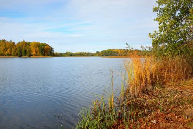 Ormanın panoramik manzarası ve mavi bir nehir. Açık gökyüzü, saf sıcak güneş ışığı. Renkli yeşil ve altın ağaçlar. Letonya, Avrupa 'da sonbahar. Idyllic kırsal kesim. Doğa, ekoloji, çevre