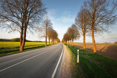 Gün batımında tarımsal kırsal alanlarda boş bir otoyol. Uzun yaprak döken ağaçlardan oluşan bir ara sokak. - Letonya. Bahar manzarası. Yeni asfalt yol. Hız, özgürlük, sürüş kavramları