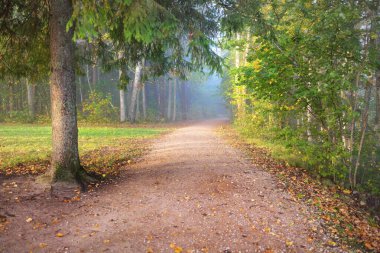 Gizemli bir sabah sisinin içinde ormanın içinden geçen yol renkli ağaçların doğal tüneli, yumuşak ışık. Idyllic sonbahar sahnesi. Saf doğa, ekoloji, mevsimler. Atmosferik manzara. Sigulda, Letonya;