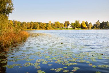 Gün batımında göl kıyısında. Ahşap iskeleye yakın çekim. Açık mavi gökyüzü, sıcak güneş ışığı. Arka planda köy var. Idyllic kırsal kesim. Pastoral manzara. Ekolojik tatil köyü, balık tutma, yüzme. Sonbaharın başı