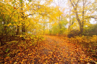 Ormandaki patika (kırsal yol, sokak). Renkli yeşil, sarı, turuncu, altın yapraklı yaprak döken ağaçlar. Dalların arasından güneş ışınları. Doğal tünel. Sonbahar, mevsimler, çevre