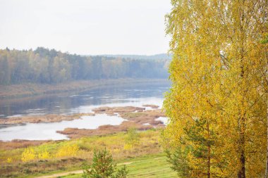 Daugava nehrinin renkli altın huş ağaçlarının ve kıvrımlarının panoramik hava manzarası. Sonbahar. Daugavas Loki doğa parkı, Latgale, Letonya. Ekoloji, eko-turizm, eğlence, seyahat yerleri, dönüm noktaları