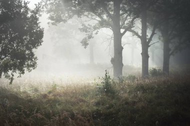 Güneş doğarken gizemli bir siste karanlık ormanın resim gibi manzarası. Güneş güçlü meşe, köknar, çam, huş ağacı boyunca ışıldar. Idyllic kırsal kesim. Sonbahar sezonu, konsept sanat, eko turizm, doğa