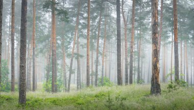 Antik çam ağaçları sabah sisinde. - Letonya. Atmosferik manzara. Çevre, çevre, yalnızlık, karanlık, kuzey ormanları