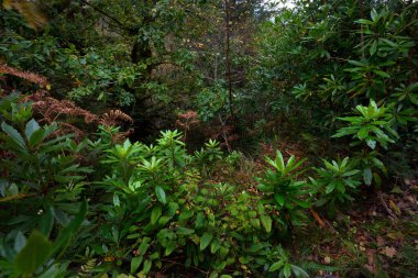 Karanlık orman sahnesi. Ağaçların arasından yürü. Bitkiler ve eğreltiotu yaprakları yakın plan. Arka planda eski yosunlu ağaç gövdeleri var. Ardrishaig, Loch Fyne, Crinan Kanalı, Argyll ve Bute, İskoçya, İngiltere