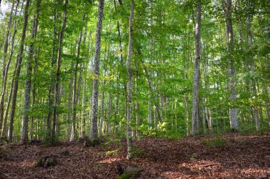 Koyu yeşil kayın ağaçları, antik ağaç gövdeleri, renkli kuru yapraklardan oluşan orman tabanı. Sonbaharın başında. Güneş ışığı. Atmosferik manzara. Saf doğa, ekoloji, çevre koruma, eko turizm
