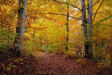 Kayın ağacı ormanındaki tepelerin panoramik manzarası. Güçlü ağaç gövdeleri, sarı, kırmızı, turuncu yapraklar. Idyllic sonbahar manzarası. Sonbahar mevsimi, ekoloji, doğa, çevre, eko-turizm, eğlence. Almanya