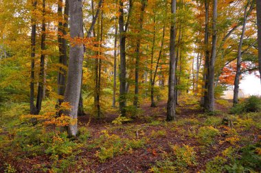 Kayın ağacı ormanındaki tepelerin panoramik manzarası. Güçlü ağaç gövdeleri, sarı, kırmızı, turuncu yapraklar. Idyllic sonbahar manzarası. Sonbahar mevsimi, ekoloji, doğa, çevre, eko-turizm, eğlence. Almanya