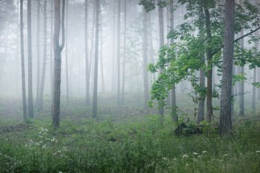 Antik çam ağaçları gün doğumunda gizemli bir beyaz sabah sisinde. Yalnız yeşil akçaağaç yakından. Idyllic sonbahar manzarası. Bataklık yemyeşil kuzey ormanı. Ekoloji, eko turizm, çevre