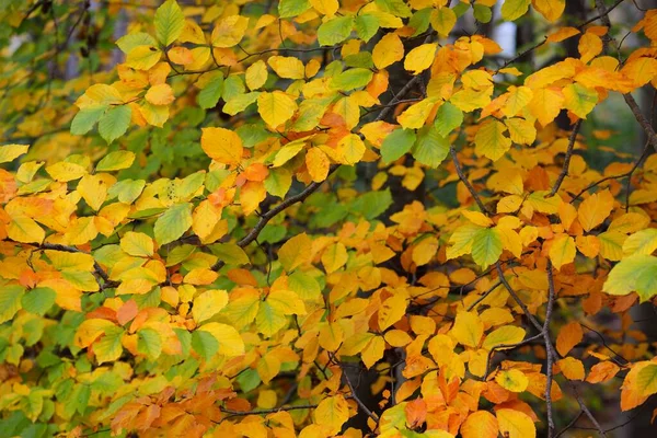 ブナ林の近景 強力な木の幹 オレンジの葉 牧歌的な秋の風景 ドイツだ パターン テクスチャ コンセプトアート — ストック写真