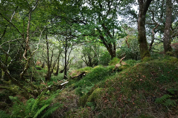 Breathtaking View Scottish Rainforest Ancient Trees Moss Fern Close Pure — Stock Photo, Image