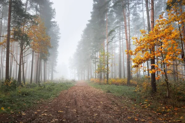 Route Rurale Sentier Travers Forêt Sempervirente Dans Brouillard Lever Soleil — Photo