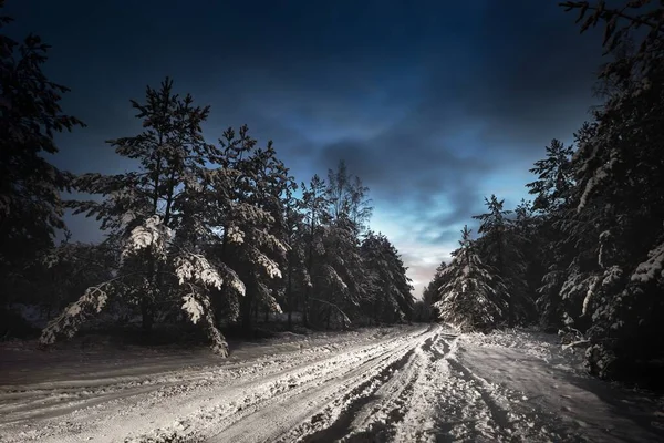 Route Campagne Éclairée Couverte Neige Travers Forêt Pins Feuilles Persistantes — Photo