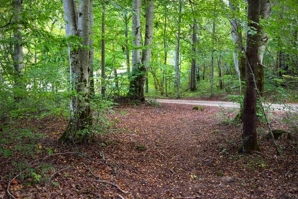 Landsväg Genom Mystisk Grön Bok Träd Skog Antika Träd Närbild — Stockfoto