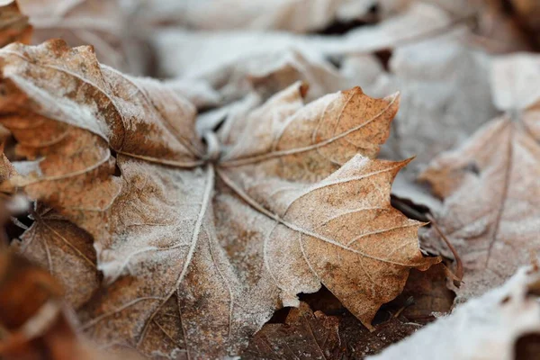 Fondo Della Foresta Marrone Dorato Foglie Acero Ricoperte Brina Cristallina — Foto Stock