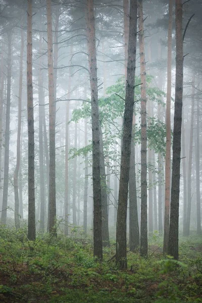 Древние Вечнозеленые Сосны Утреннем Тумане Латвия Атмосферный Пейзаж Эко Туризм — стоковое фото