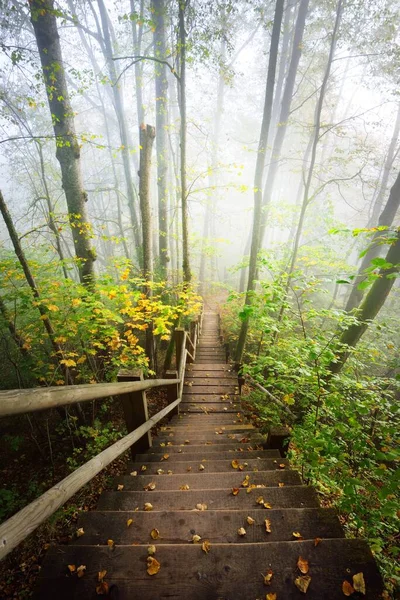 Vista Ángulo Alto Escalera Del Bosque Madera Una Niebla Del — Foto de Stock