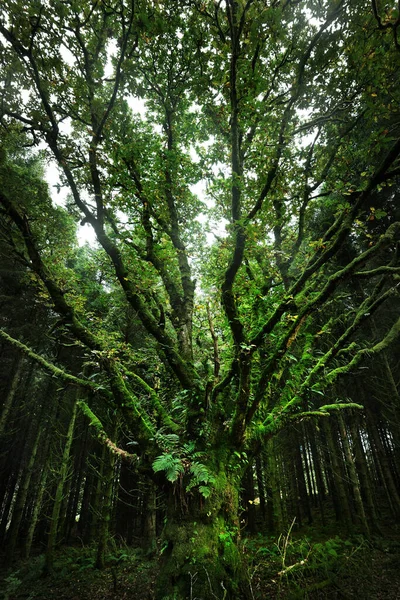 Cena Floresta Escura Árvore Musgosa Seca Antiga Folhas Samambaia Close — Fotografia de Stock